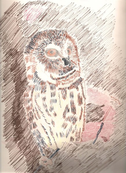 Always a night owl - I found inspiration in my father-in-law and his closet filled with bird sketches